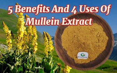 5 Benefits And 4 Uses Of Mullein Extract