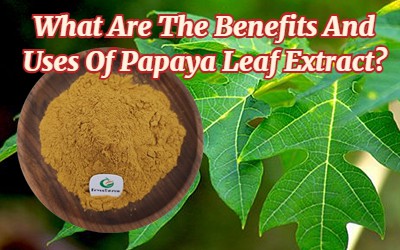 What Are The Benefits And Uses Of Papaya Leaf Extract?