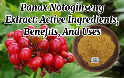 Panax Notoginseng Extract: Active Ingredients, Benefits, And Uses