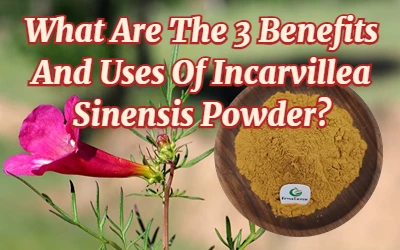 What Are The 3 Benefits And Uses Of Incarvillea Sinensis Powder?