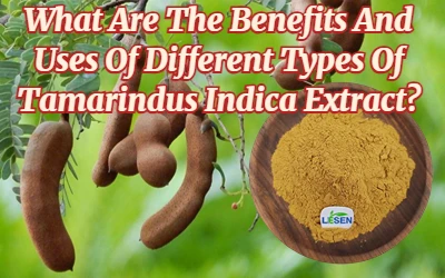 What Are The Benefits And Uses Of Different Types Of Tamarindus Indica Extract?