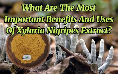 What Are The Most Important Benefits And Uses Of Xylaria Nigripes Extract?