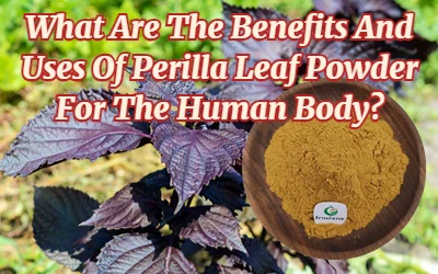 What Are The Benefits And Uses Of Perilla Leaf Powder For The Human Body?