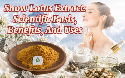 Snow Lotus Extract: Scientific Basis, Benefits, And Uses Of Active Compounds ...