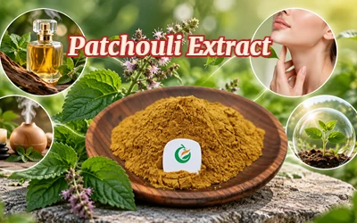 Patchouli Extract: Active Ingredients, Scientific Basis, Benefits, Uses, And ...