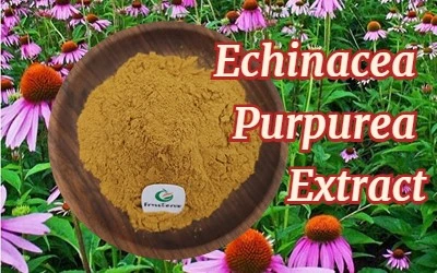 Echinacea Purpurea 2 Echinacea Purpurea 2