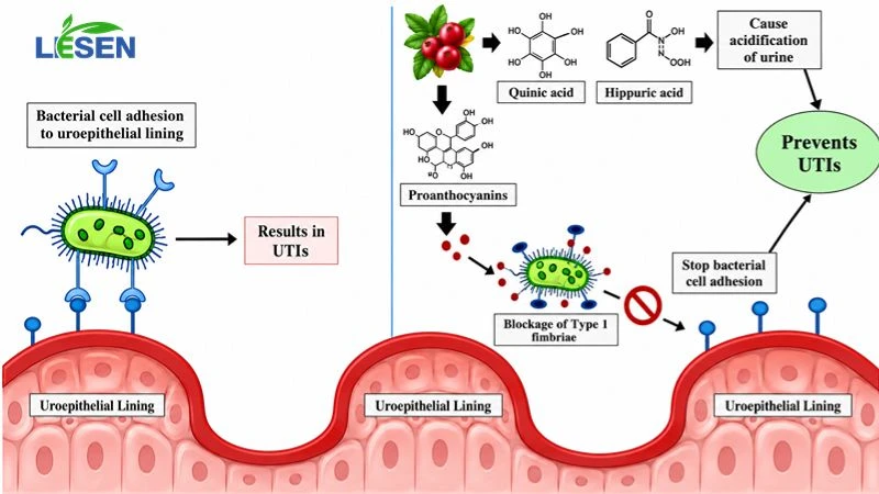 Cranberry Bioactive Compounds Against Urinary Tract Infection Pathogens Cranberry Bioactive Compounds Against Urinary Tract Infection Pathogens