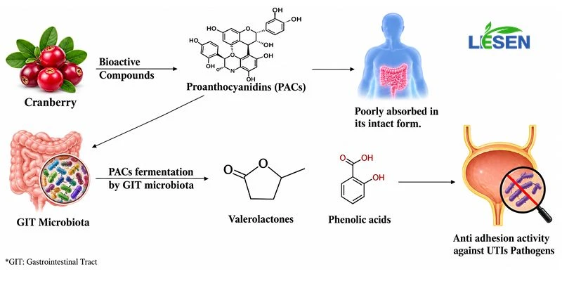 The role of gut microbiota in the production of cranberry compound metabolites The role of gut microbiota in the production of cranberry compound metabolites