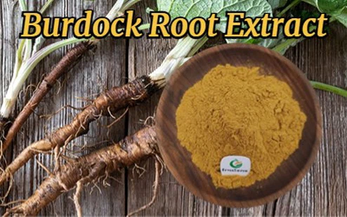 Burdock Root Extract 3 Burdock Root Extract 3