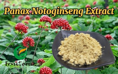 Panax Notoginseng Extract Panax Notoginseng Extract