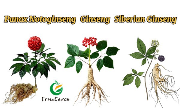 Panax Notoginseng Extract 1 Panax Notoginseng Extract 1